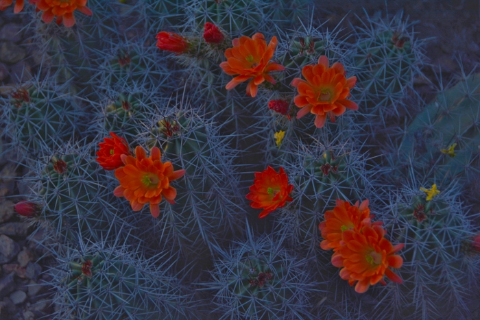 scarlet hedgehog in bloom,closeup 